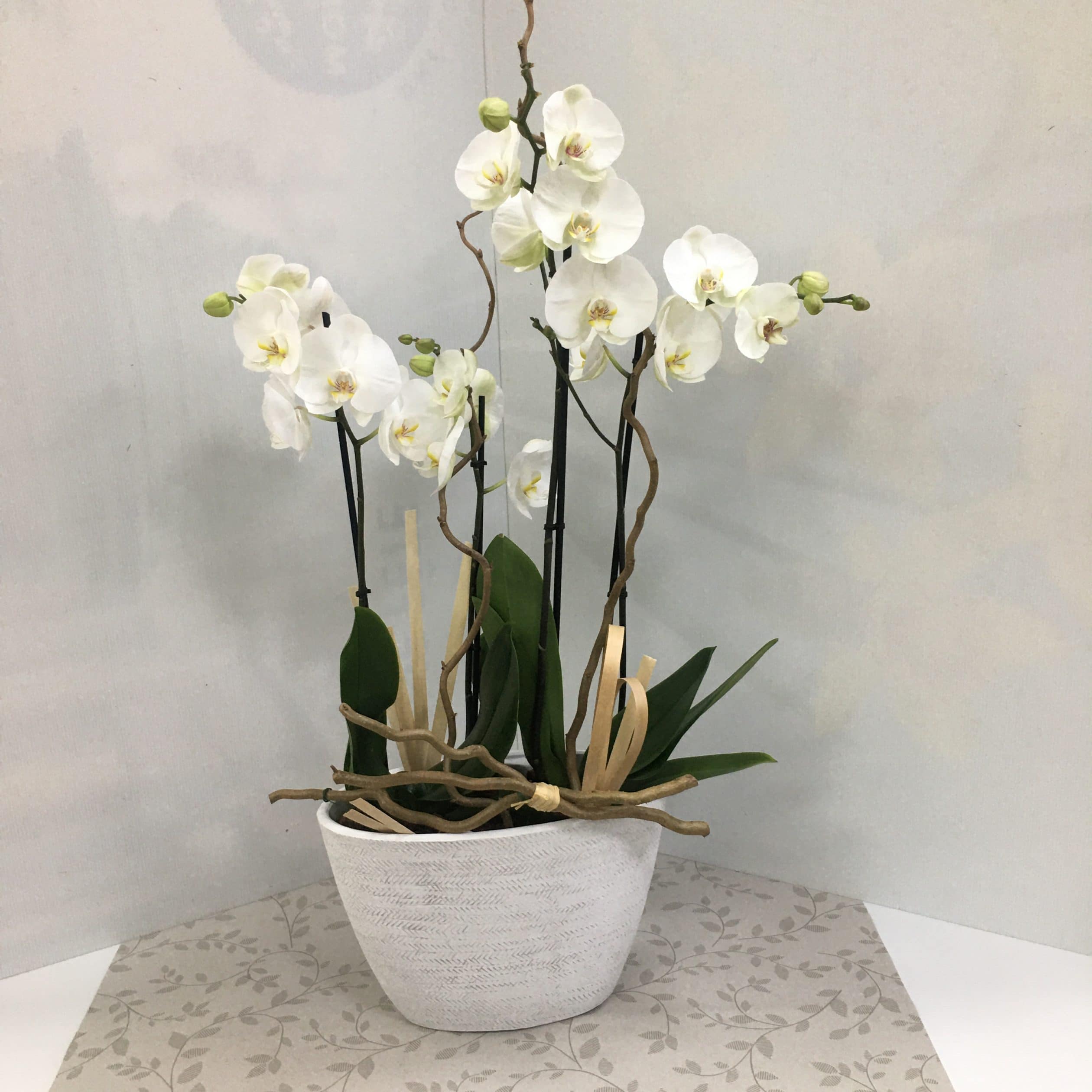 Composition d'orchidées – MONCEAU FLEURS MONTPELLIER