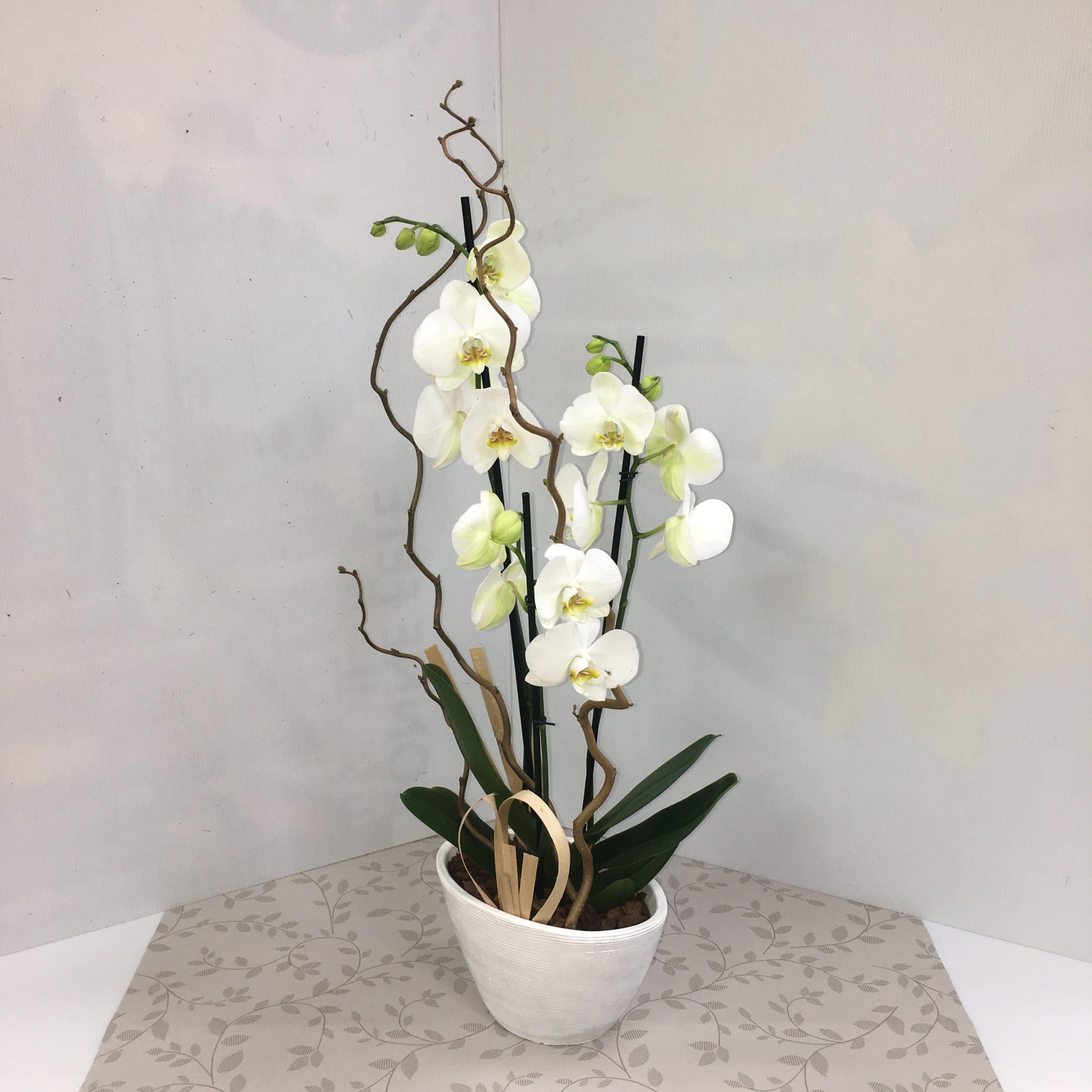 Couvre mur/plaque fleur d'orchidée