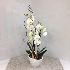 une magnifique orchidée mise en valeur